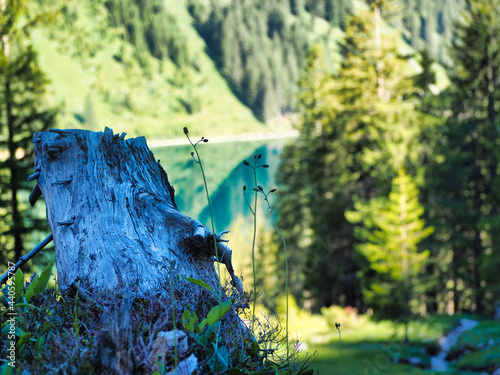 Alpen, Tirol, Natur
