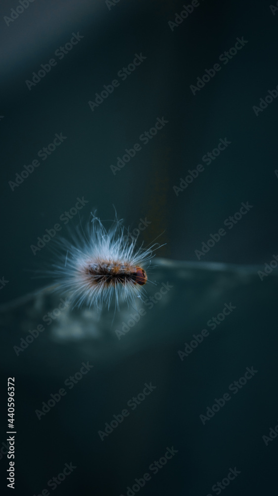 Fototapeta premium caterpillar 