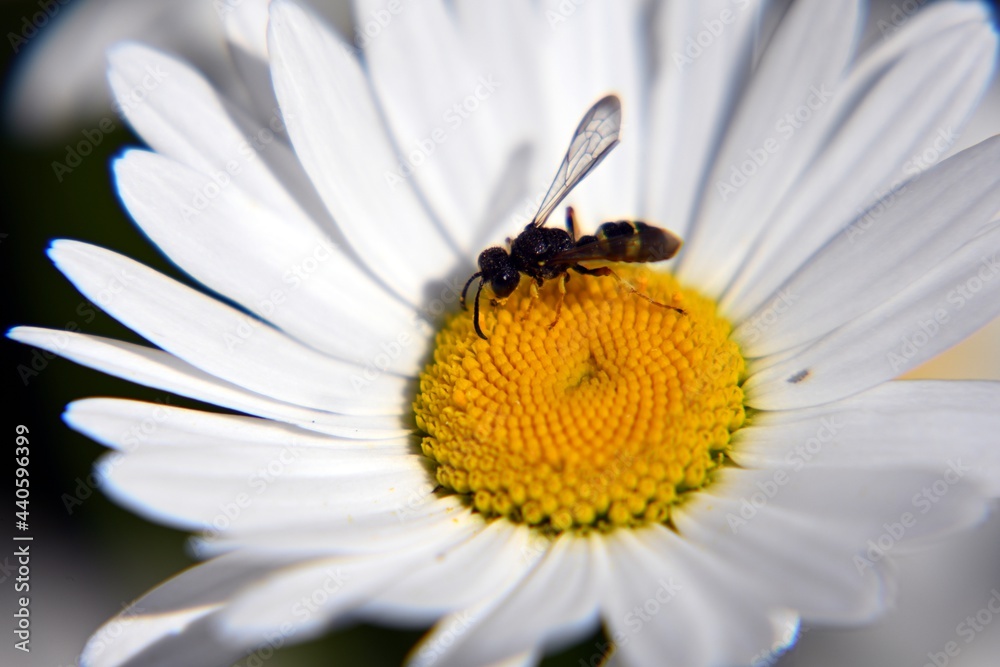 Fototapeta premium Kleine Erdwespe auf Margaritenblüte