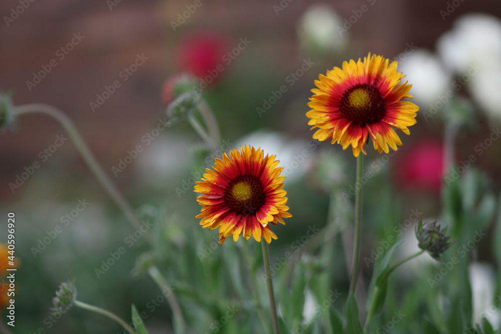 red and yellow flowers red and yellow flowers