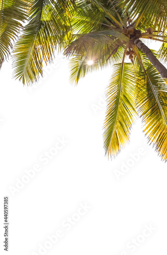 Palmes de cocotiers sur fond blanc  © Unclesam
