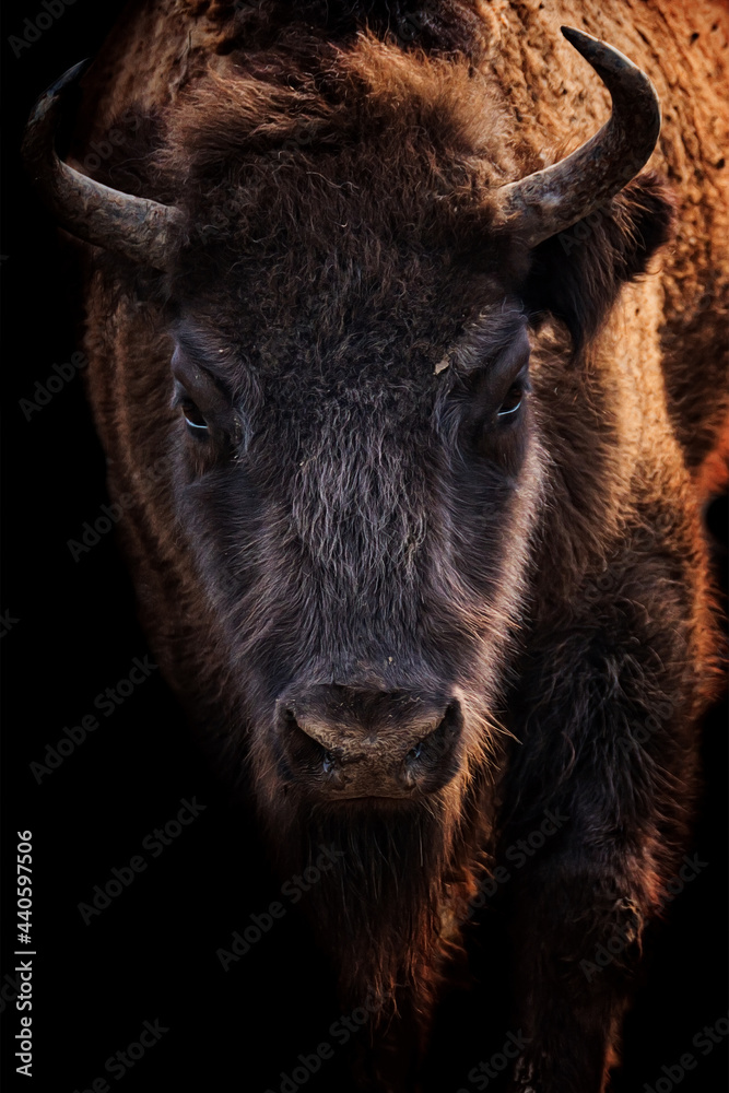 Fototapeta premium buffalo in the field
