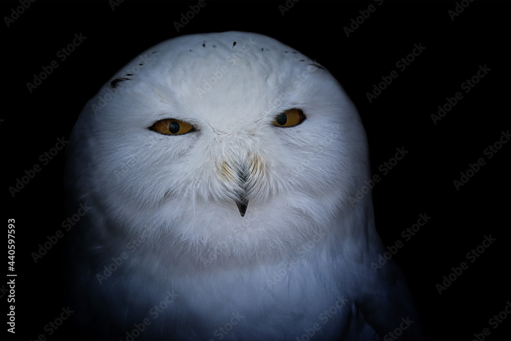 Fototapeta premium Detail portrait snowy owl