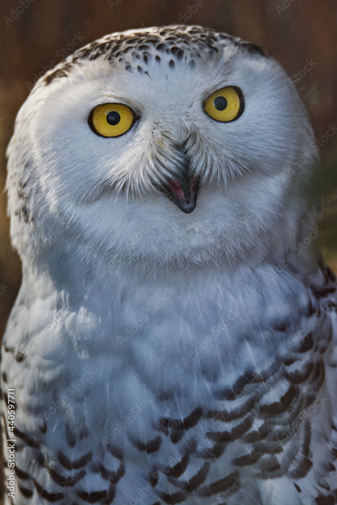 Detail portrait snowy owl