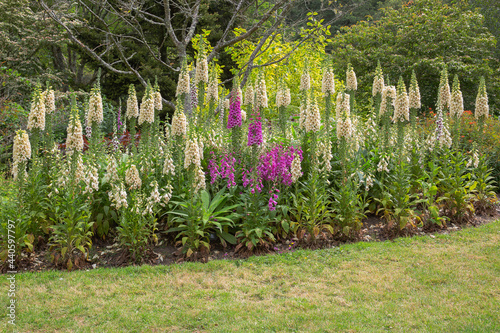 Fototapeta Naklejka Na Ścianę i Meble -  A garden border filled with tall spire forming digitalis for a magnificent display