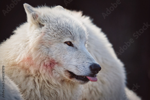 Arctic wolf in the forest © Sangur