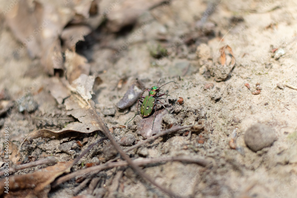 Green tiger beetle on a sandy surface (Veluwe, The Netherlands) Green tiger beetle on a sandy surface (Veluwe, The Netherlands)
