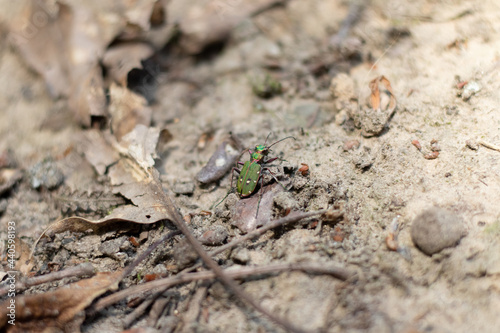 Green tiger beetle on a sandy surface (Veluwe, The Netherlands)