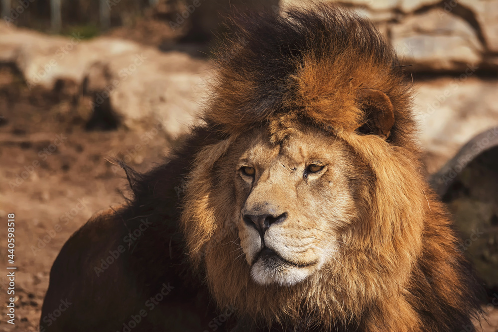 Obraz premium Lion portrait detail