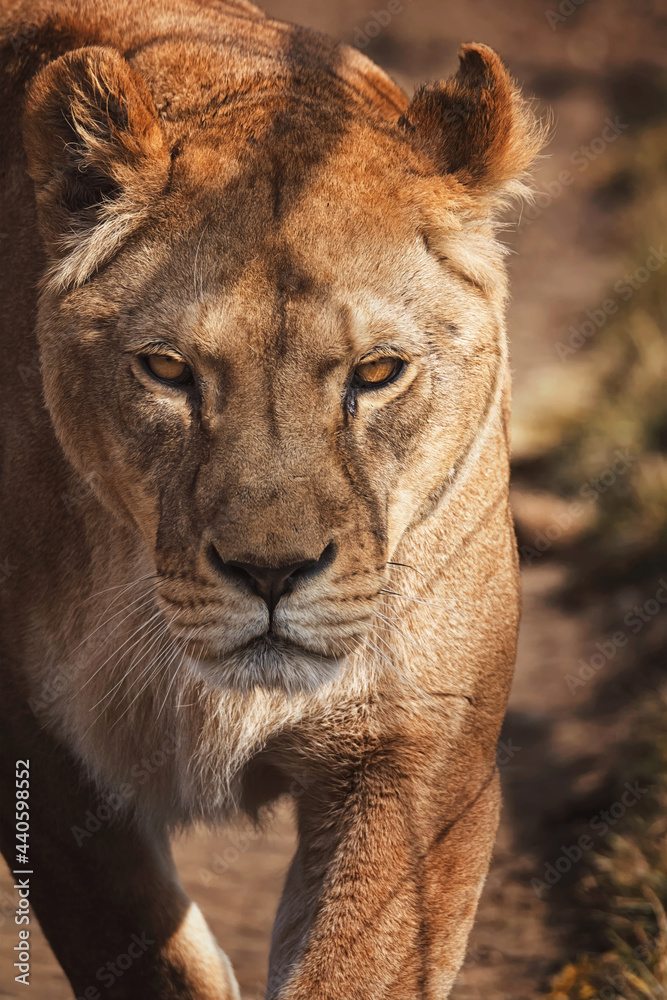 Fototapeta premium Lion portrait detail