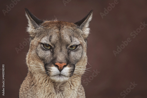 american cougar in portrait
