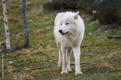 Arctic wolf in the forest
