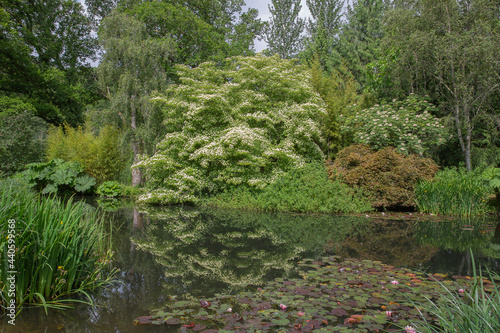 A lakeside scene, with wetland plants such as iris and water lilys in bloom and overhanging trees casting reflections on the lake