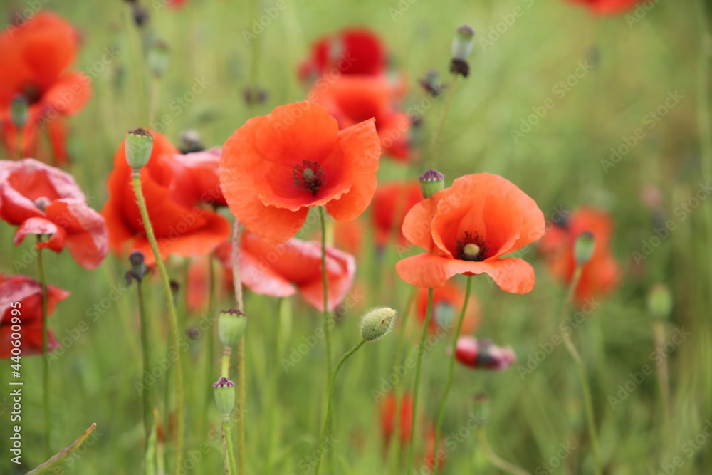 Fototapeta premium Blooming poppies in the field (focus on the blooms)