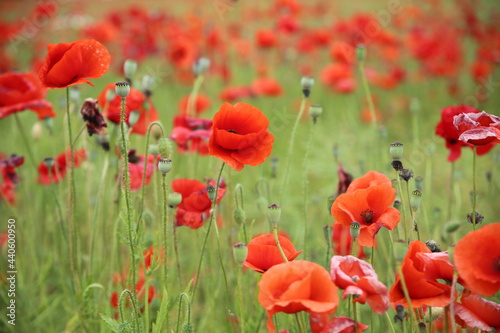 Blooming poppies in the field (focus on the blooms) © Thomas