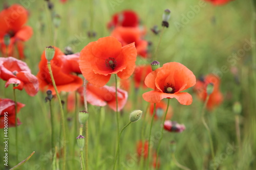 Blooming poppies in the field (focus on the blooms)