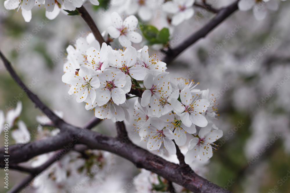 Beautiful spring cherry blossom. Fresh flowers of spring cherry. A beautiful spring day. Beautiful spring cherry blossom. Fresh flowers of spring cherry. A beautiful spring day.