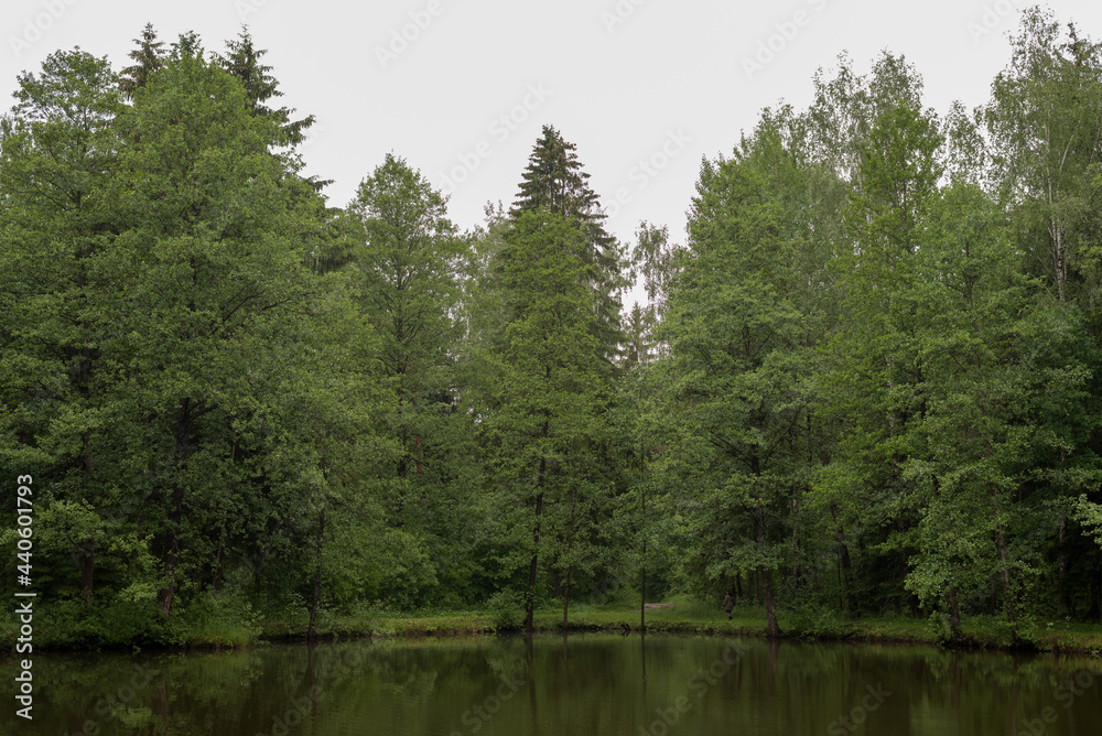View of a quiet, beautiful forest lake on a summer day. On the shore there are coniferous and deciduous trees that are reflected in the water