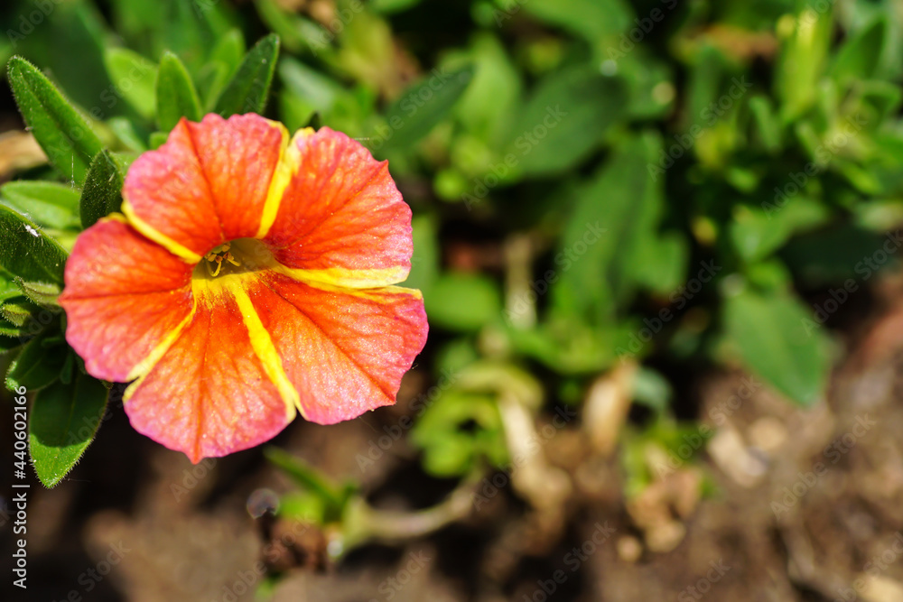 Blumen Blumen
