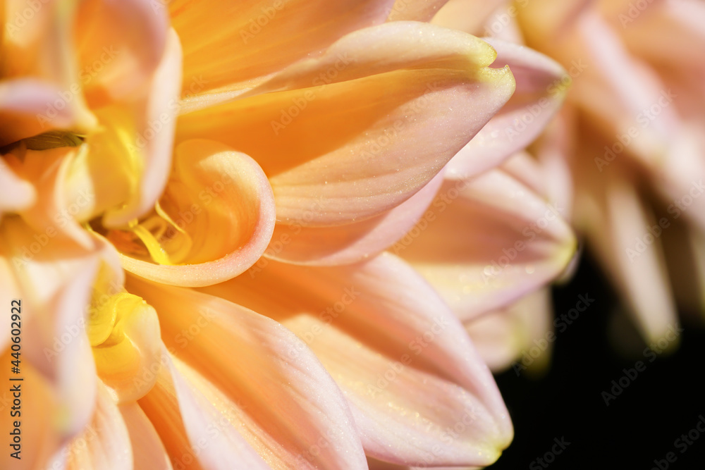 Blumen Blumen