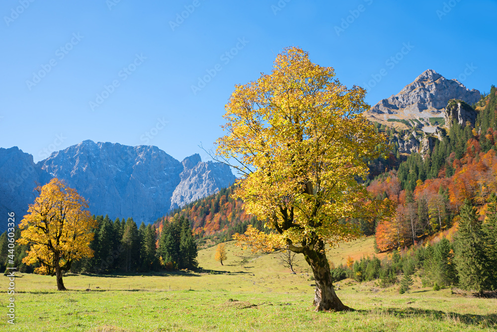 golden maple trees at Eng alm valley, karwendel alps in autumn