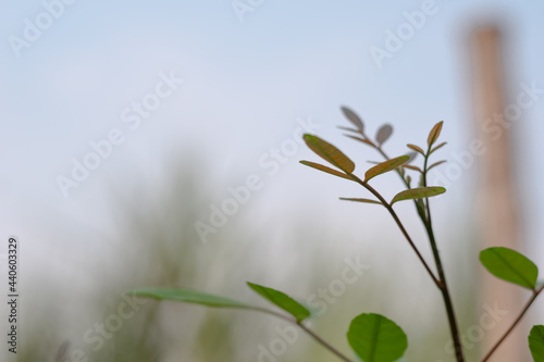The sprout of the tree against the sky.