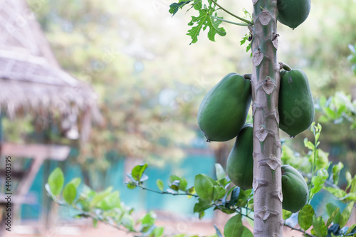 Papaya in the garden next to the house We like to cook