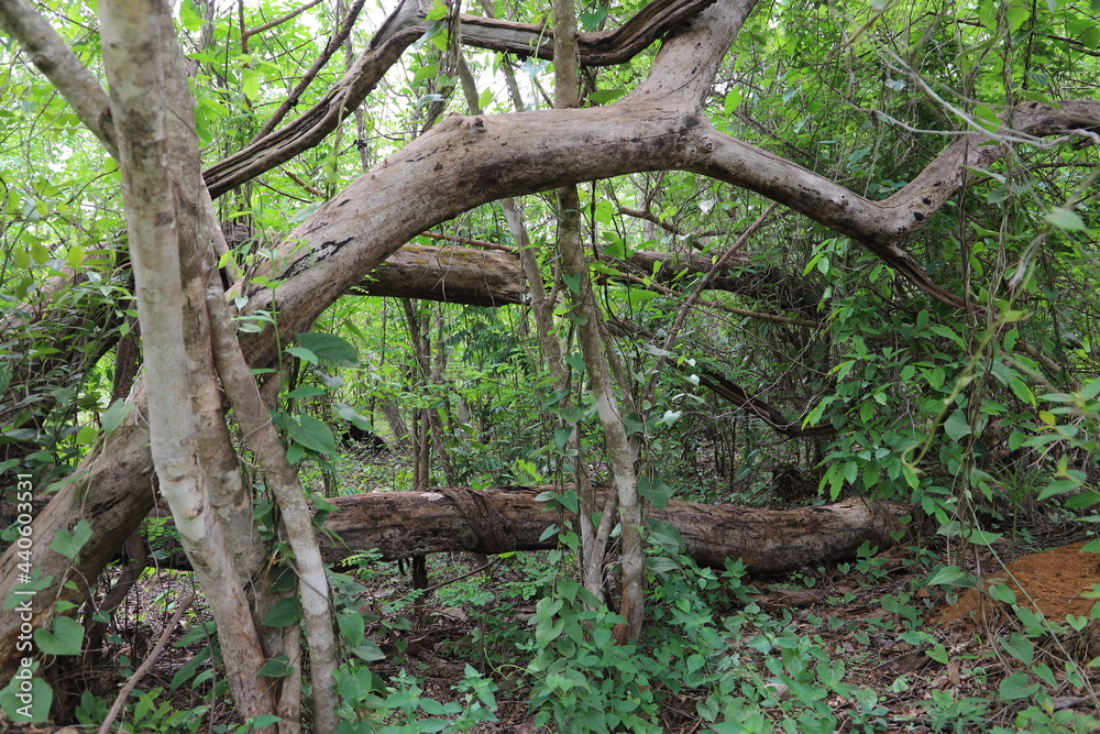 roots in the forest