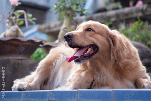 Golden dog at my house