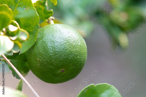 Lemons in my garden
