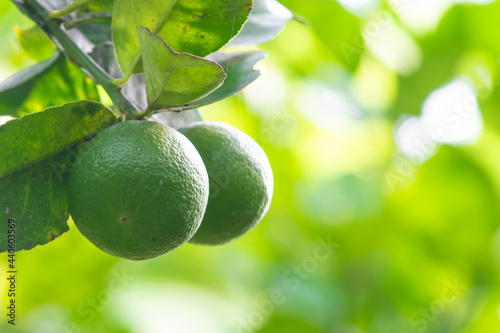 Lemons in my garden