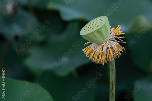 Lotus fields and lotus flowers with a beautiful atmosphere.