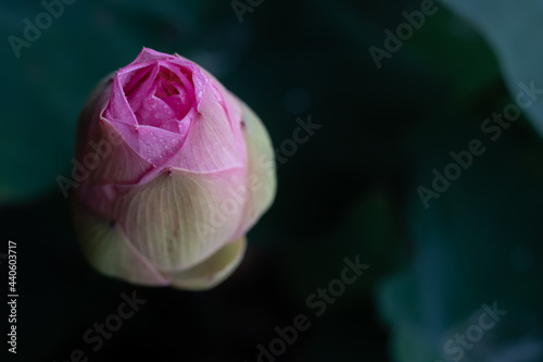Lotus fields and lotus flowers with a beautiful atmosphere.