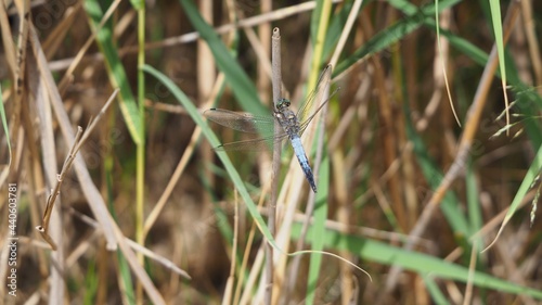 libélula de vientre plano abrazada a una caña, color azul, alas abiertas y transparentes, lérida, españa, europa 