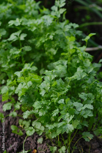 Fresh green parsley grow in a garden bed on the farm. Gardening and gardening. A greeting card or banner for a sale for the spring festival or the autumn harvest. zero waste. Eco. vertical © Ekaterina