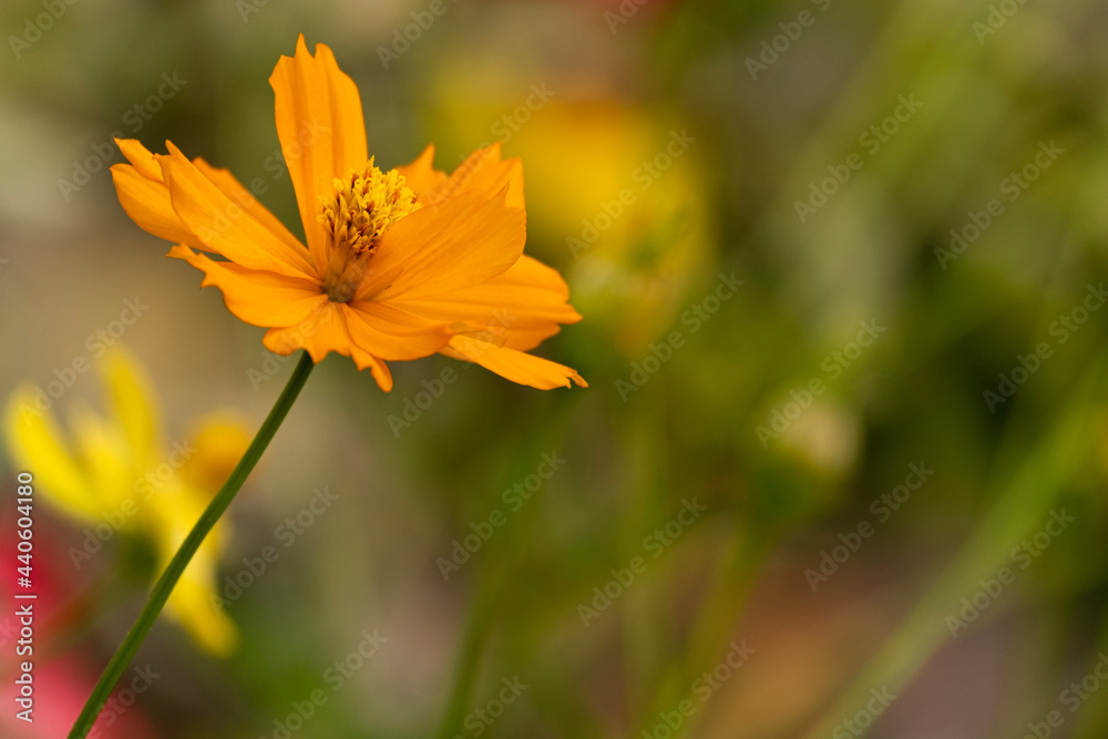beauty fresh orange cosmos flower blooming center of green leaves in botany garden with copy space. beauty fresh orange cosmos flower blooming center of green leaves in botany garden with copy space.