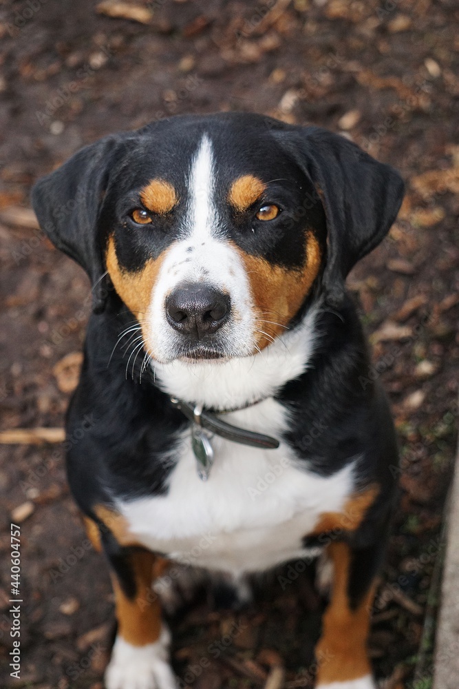 beautiful tricolored appenzeller dog portrait