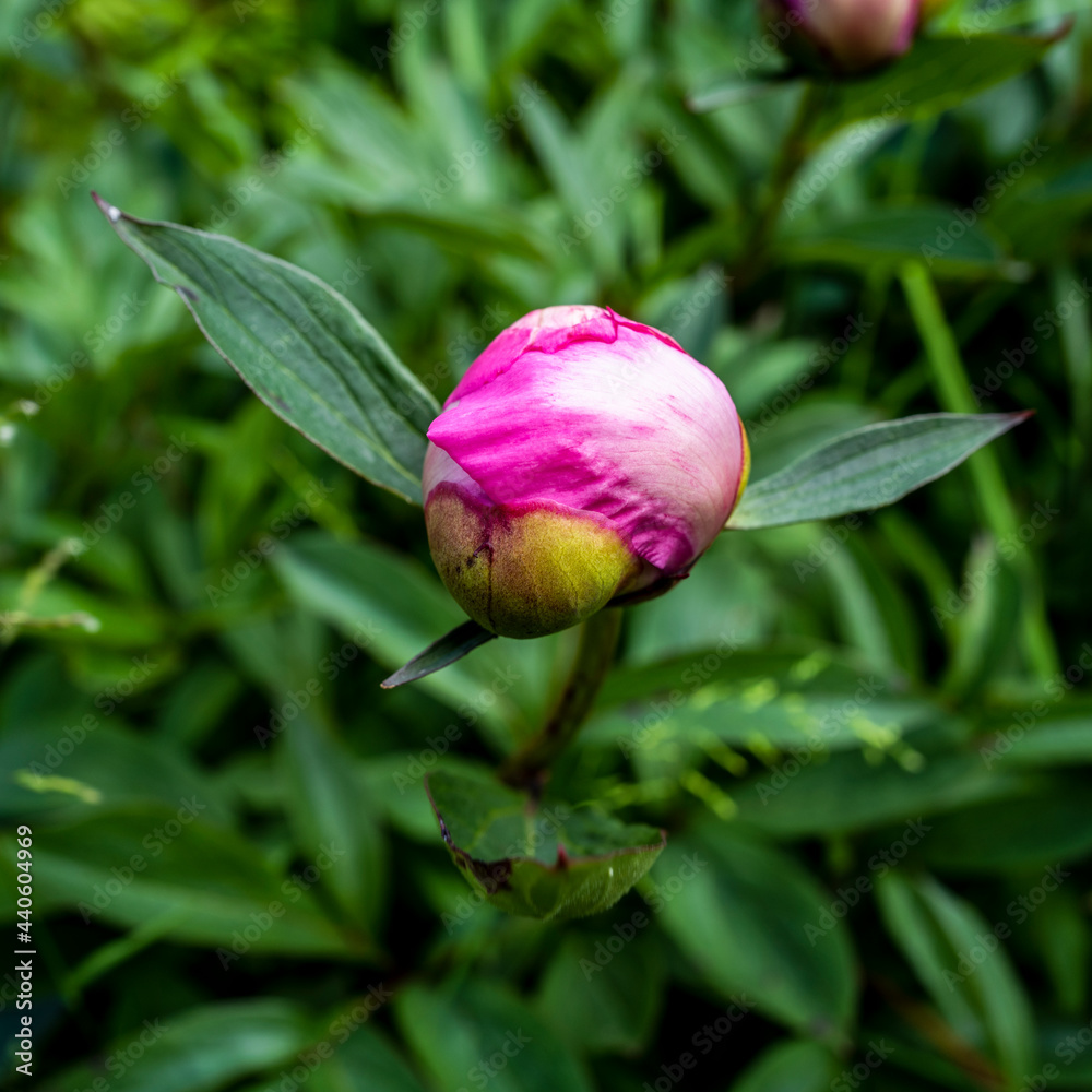 éclosion d'une fleur d'un jardin