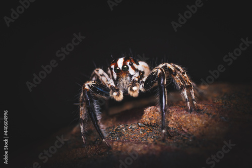 Fotomurale Found this beautiful jumper inside the home, cream and brown color was blended like butterscotch ice cream, The shot was composed on my aquarium stone