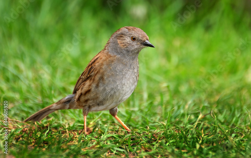 The dunnock is a small passerine, or perching bird, found throughout temperate Europe and into Asian Russia