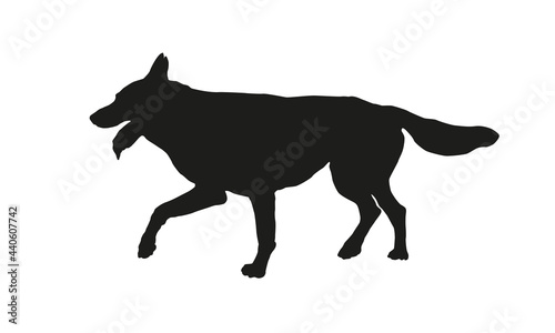 Running czechoslovak wolfdog puppy. Black dog silhouette. Pet animals. Isolated on a white background.