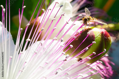 Macro photography of a belted hoverfly (Syrphidae) on a caper flower