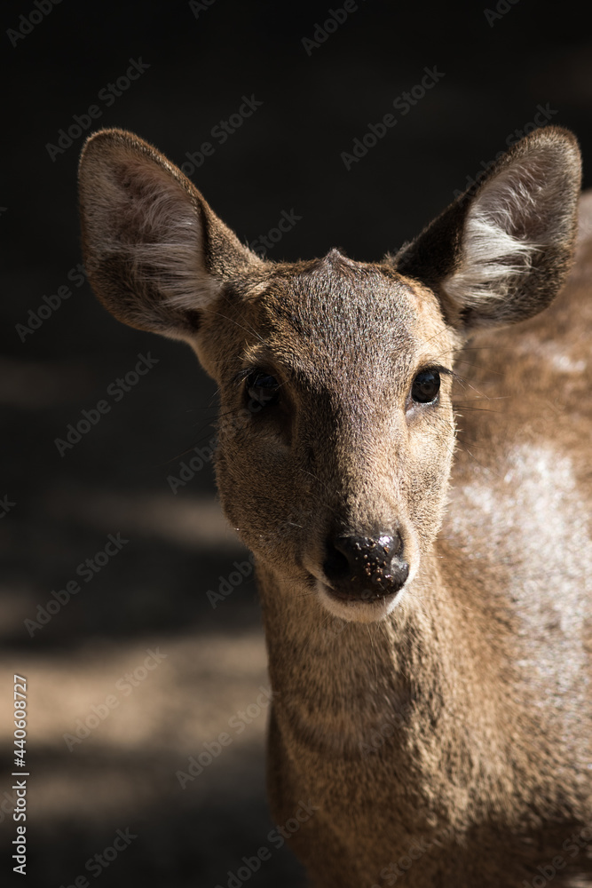 Deer in zoo