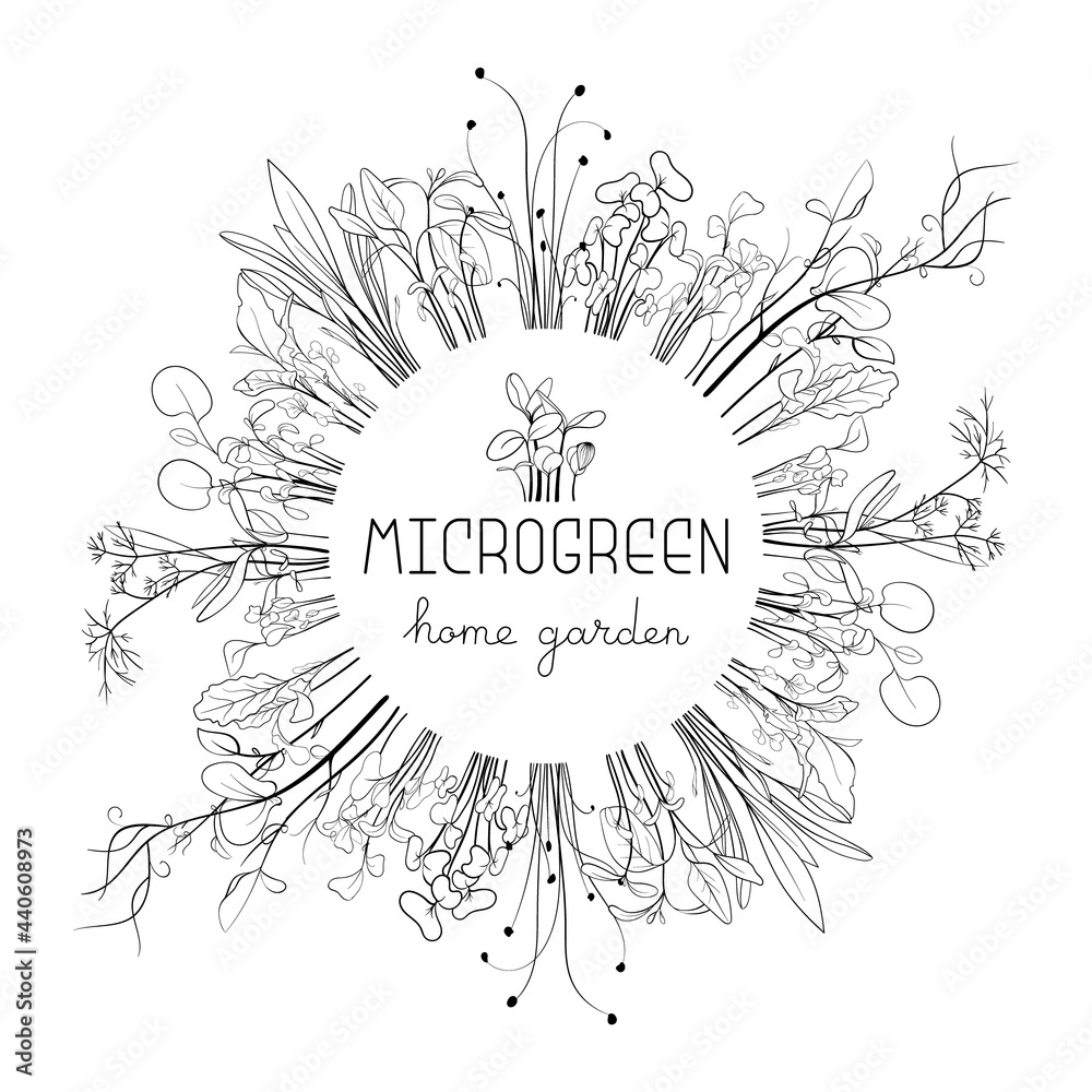 Obraz premium Microgreen sketch vector illustration. Grass circle frame for text. Green for home gardening. Mustard, corn, peas, onion, sunflower sprouts for salad
