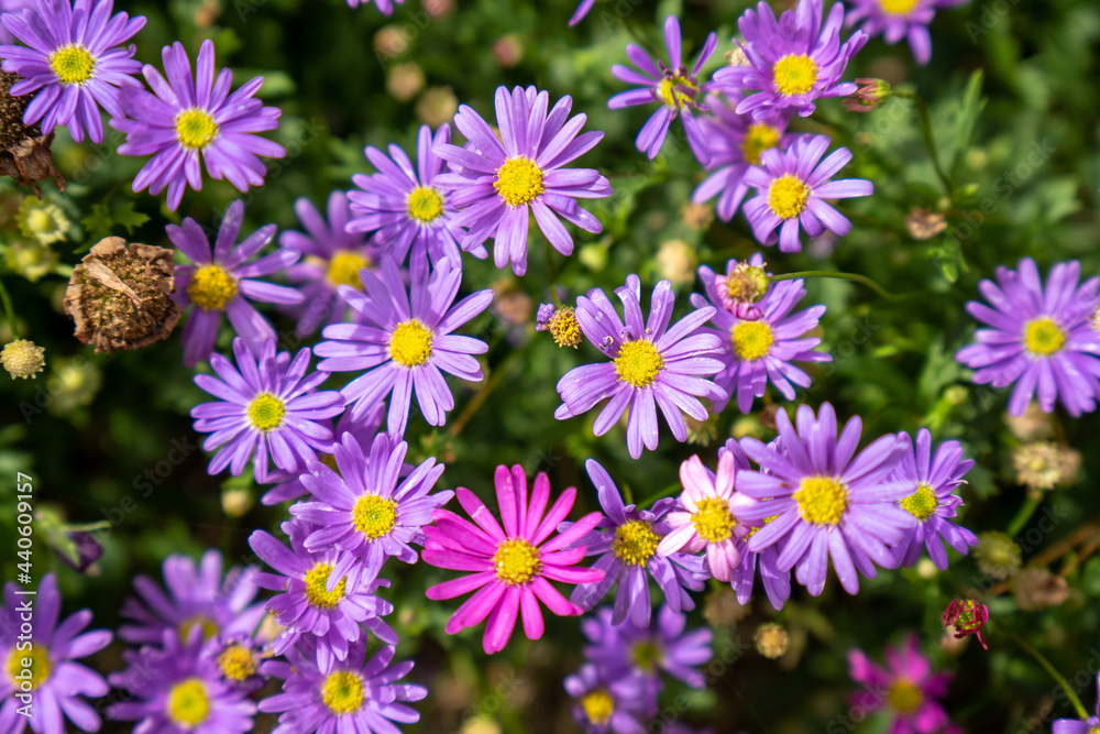 カラフルな姫小菊(ヒメコギク)の花畑 カラフルな姫小菊(ヒメコギク)の花畑