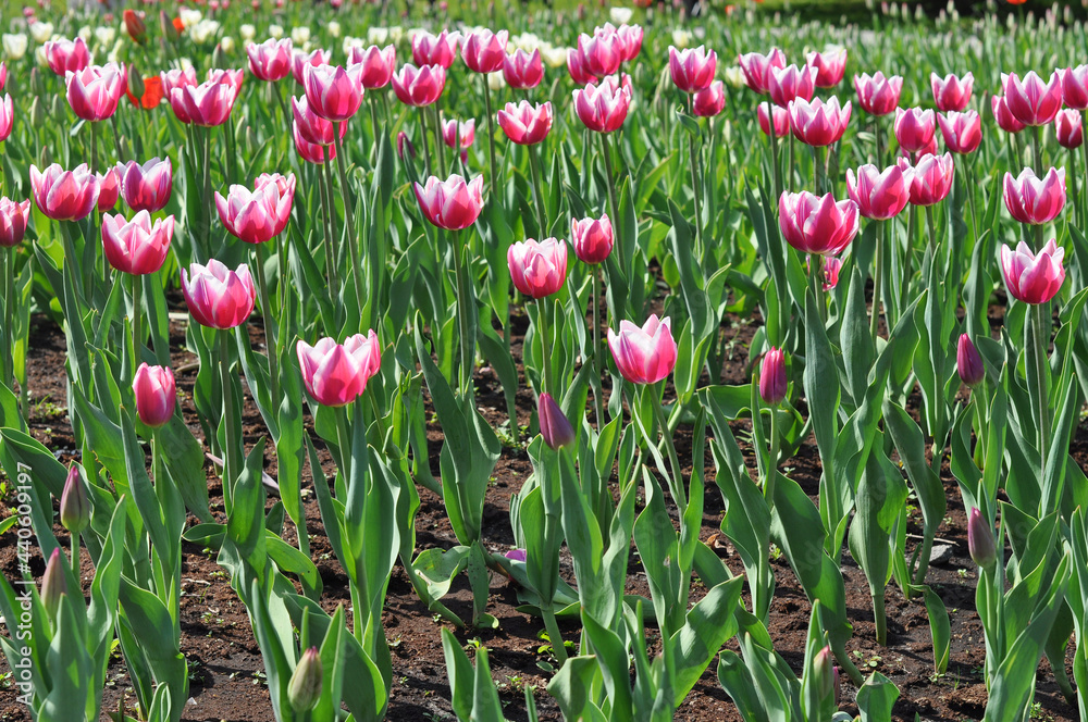 Fototapeta premium city ​​garden with pink tulips side view closeup. Selective focus