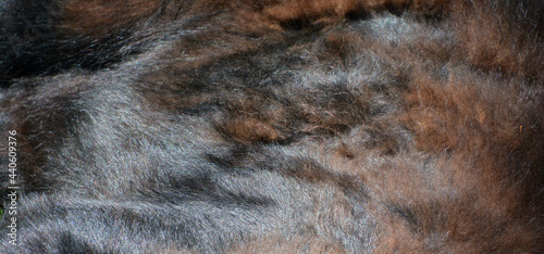 Skin of  American black bear (Ursus americanus) is a medium-sized bear native to North America. photo