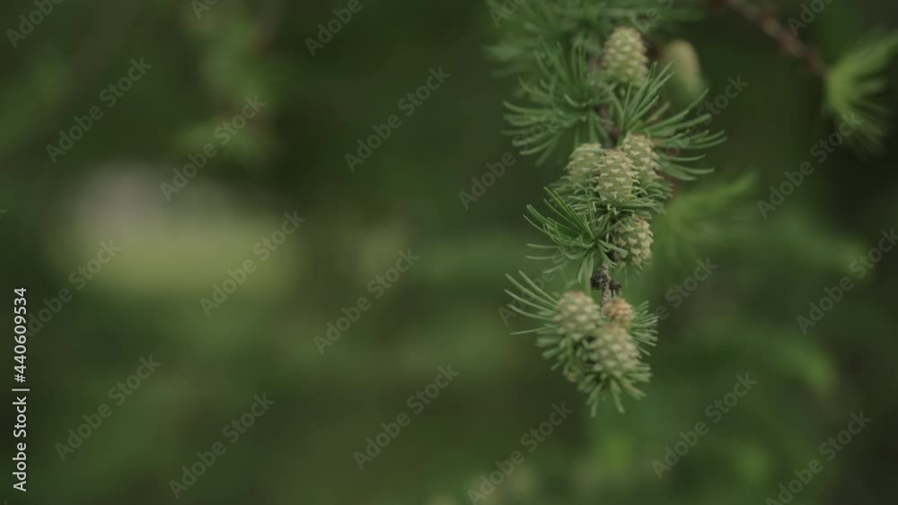 Slow motion gimbal shot of yong larch branches in spring with fresh cones Slow motion gimbal shot of yong larch branches in spring with fresh cones