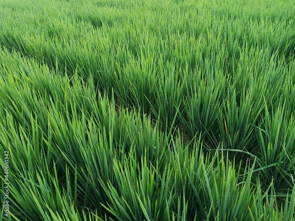 Obraz premium green rice field