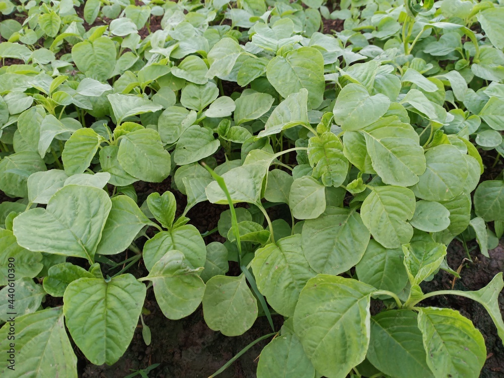 The spinach vegetable garden is thriving and green The spinach vegetable garden is thriving and green